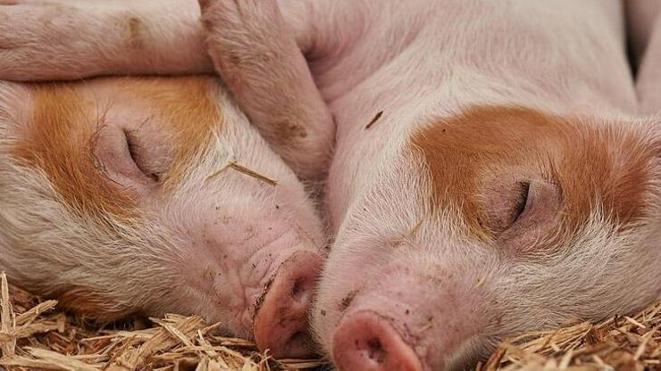 Was bedeutet es, in einem Traum ein Schwein zu sehen? Was trifft das Schwein ein Schwein in einem Traum, das ein Schwein schlägt?