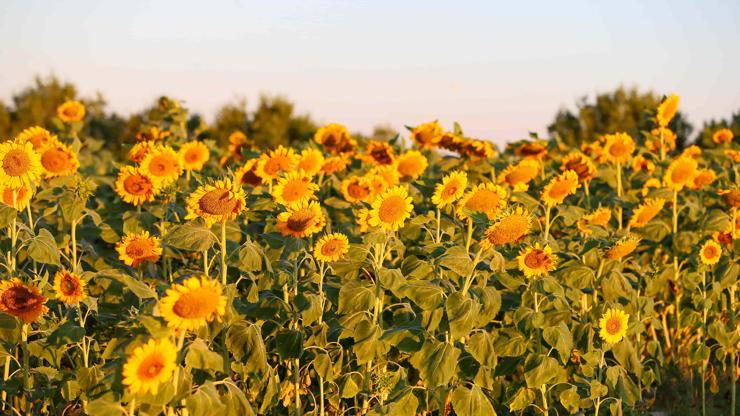 Das Sonnenblumenpflanzgebiet in Uşak hat in 5 Jahren viermal zugenommen