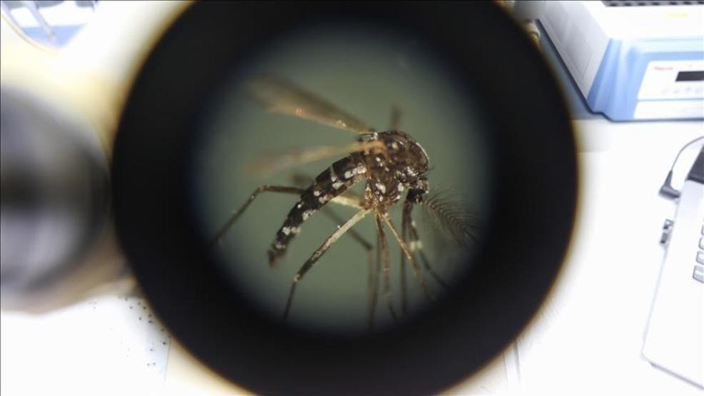 Mehr als 240 Tausend Fälle gibt es 90 Lebensverluste Chikungunyaya Roboter Hund Vorsichtsmaßnahmen
