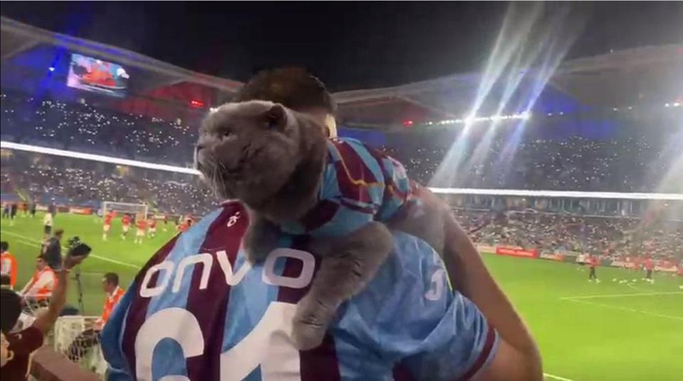Eine erste in den Tribünen: Burgund Blue Fans Cat Toma Visa